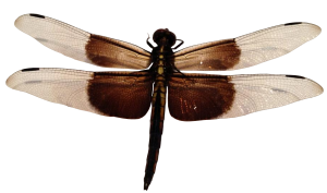 Dragonfly PNG-26285